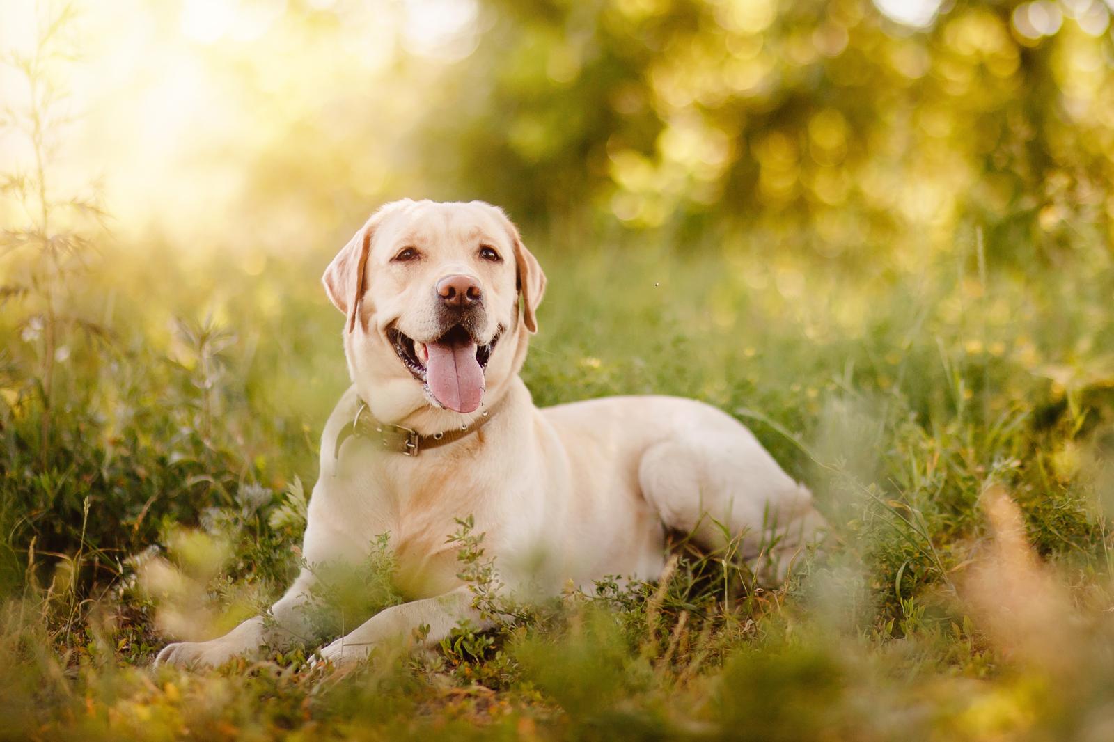 Quanto parmigiano al cane?