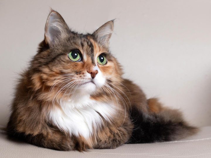 Quanto pesa un gatto adulto?