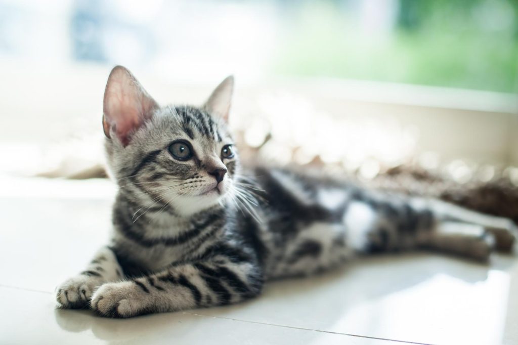 Quanto può stare un gatto senza mangiare