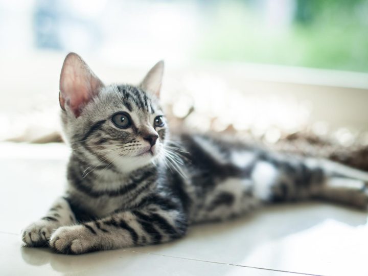 Quanto può stare un gatto senza mangiare?