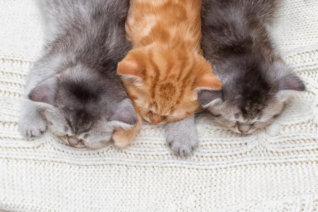 Quanto resiste un gatto senza fare pipì