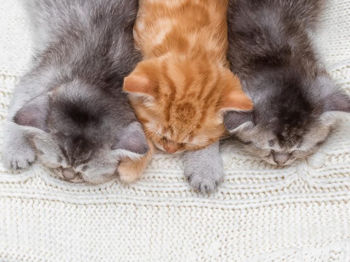 Quanto resiste un gatto senza fare pipì?