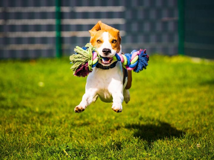 Quanto umido dare al cane?