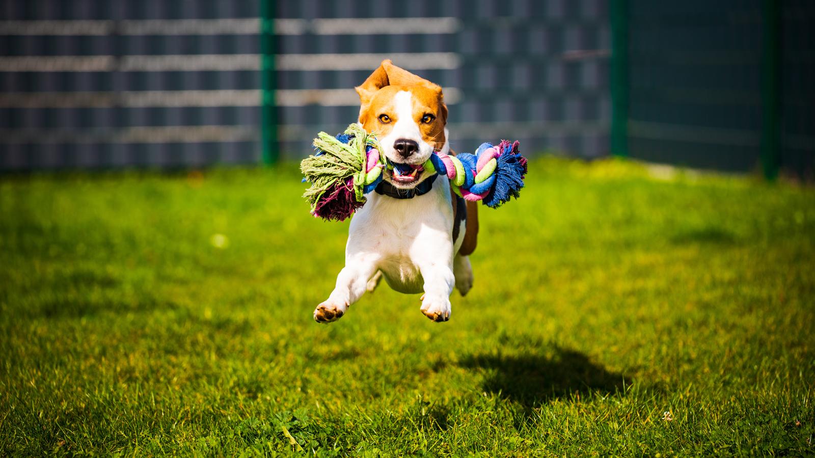 Quanto umido dare al cane?