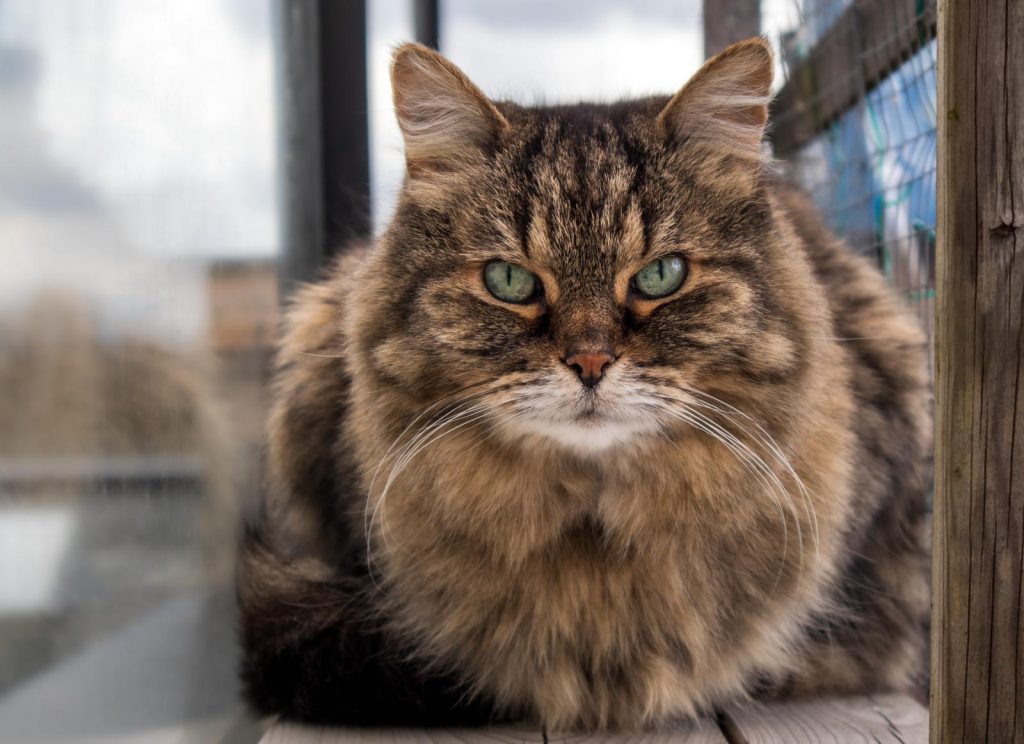 Quanto vale un anno di un gatto