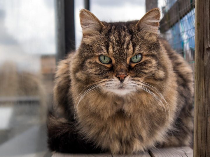Quanto vale un anno di un gatto?