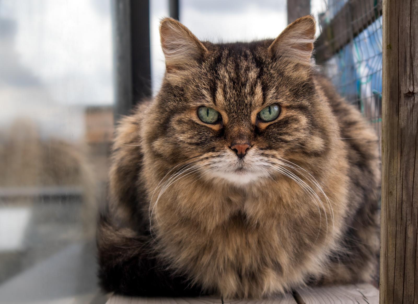 Quanto vale un anno di un gatto?