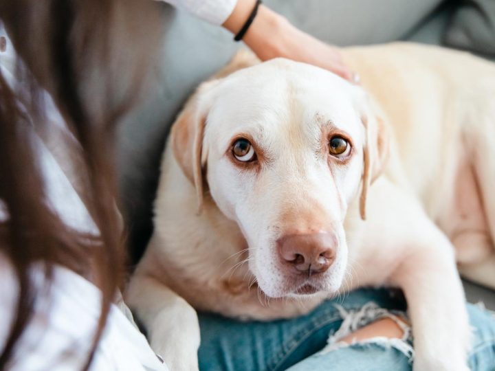 Quanto vive un cane di taglia media?
