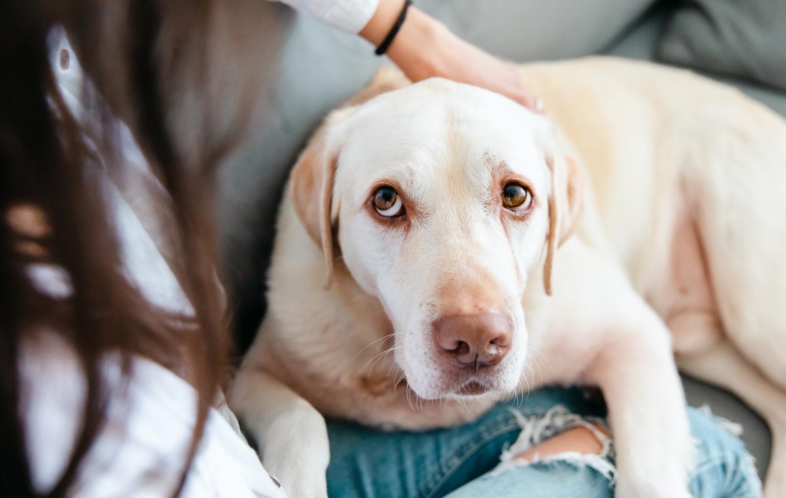 Quanto vive un cane di taglia media?
