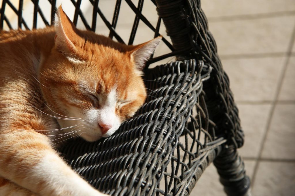 Quanto vive un gatto con ibd
