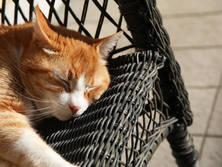 Quanto vive un gatto con IBD?