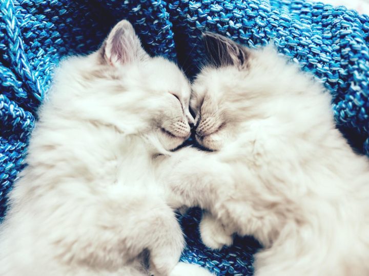 Quanto vive un gatto randagio?