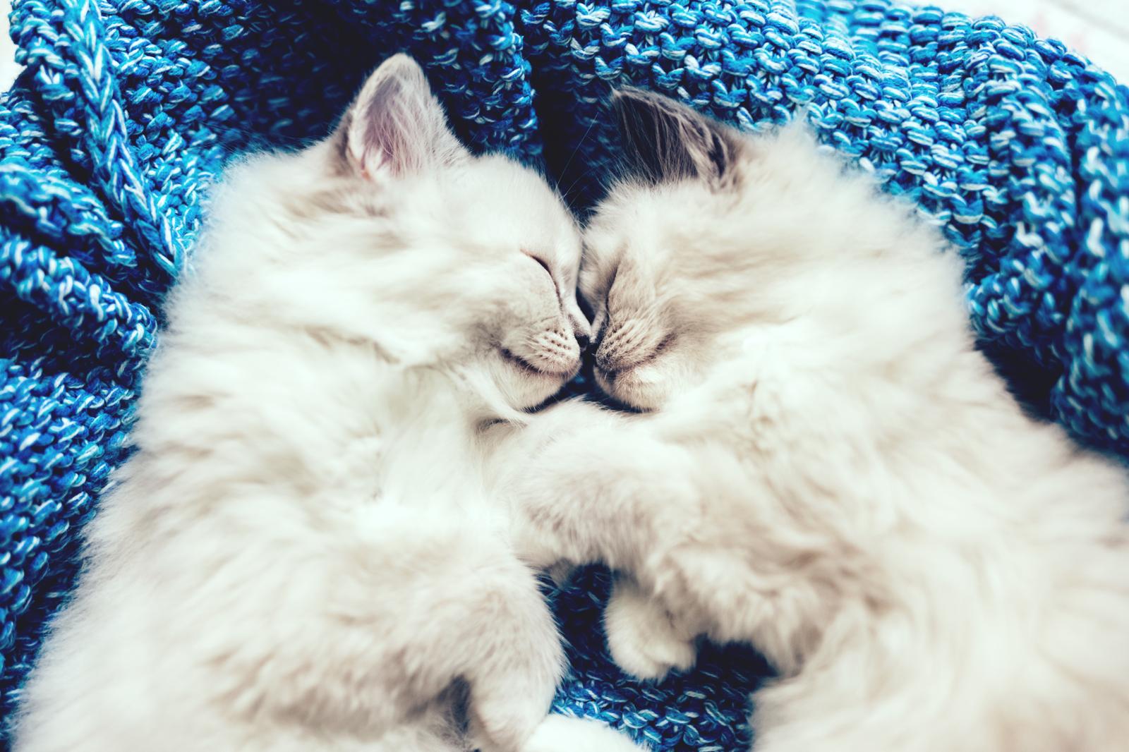 Quanto vive un gatto randagio?