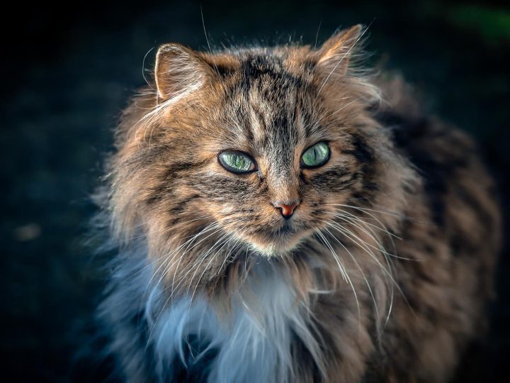 Quanto vive un gatto sterilizzato?