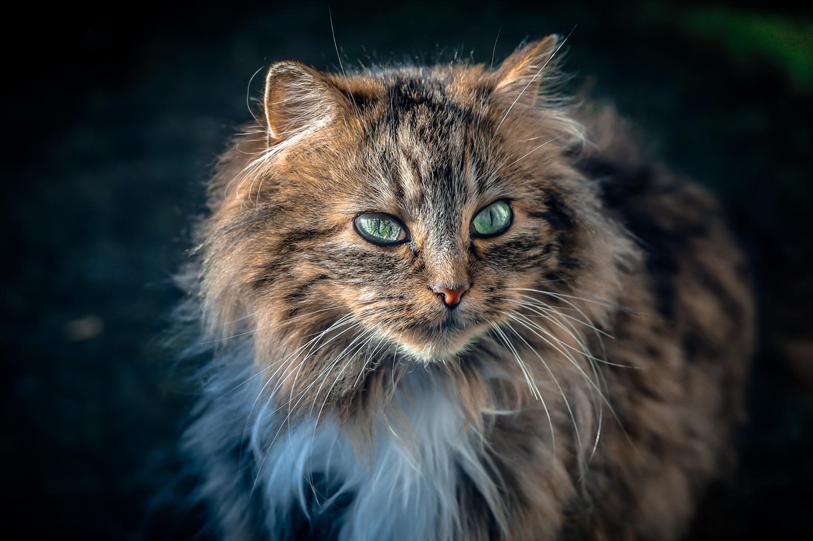 Quanto vive un gatto sterilizzato?