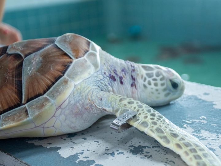 Quanto vive una tartaruga d’acqua?