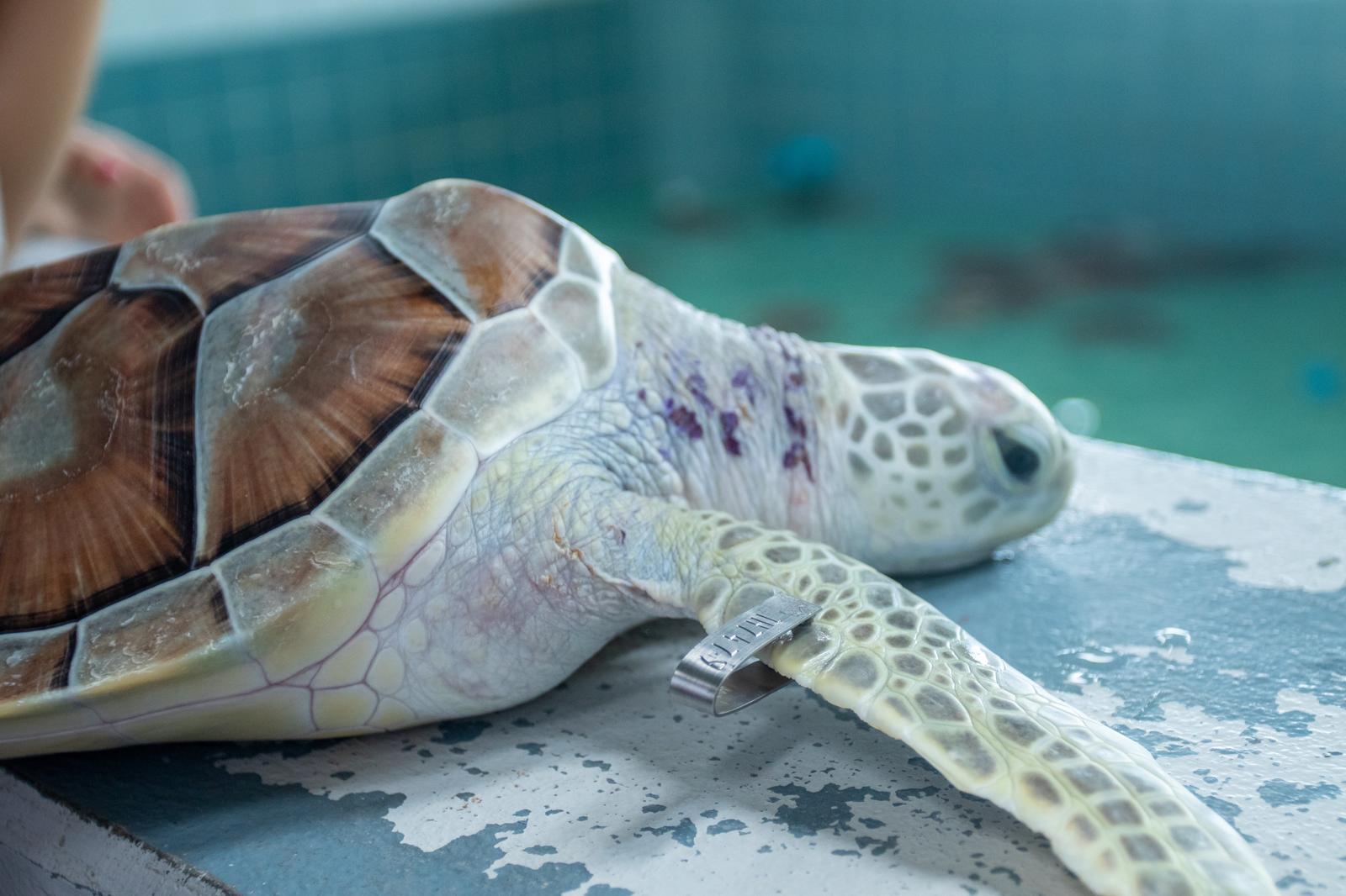 Quanto vive una tartaruga d’acqua?