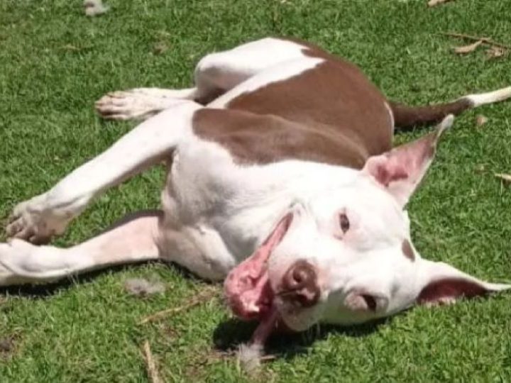 La trasformazione del cane Albus: dopo un mese dal tragico incidente, ora è il protagonista del rifugio!