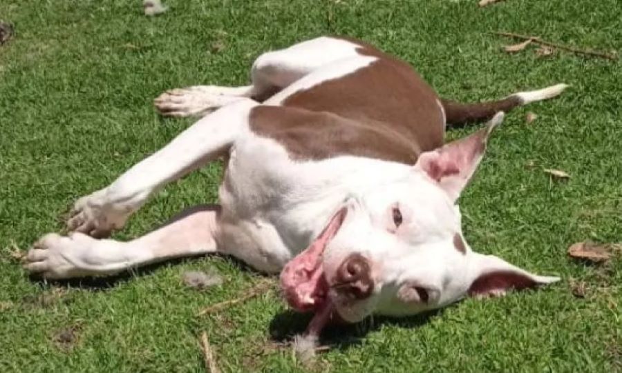 La trasformazione del cane Albus: dopo un mese dal tragico incidente, ora è il protagonista del rifugio!